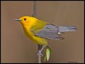 _4SB1309 prothonotary warbler